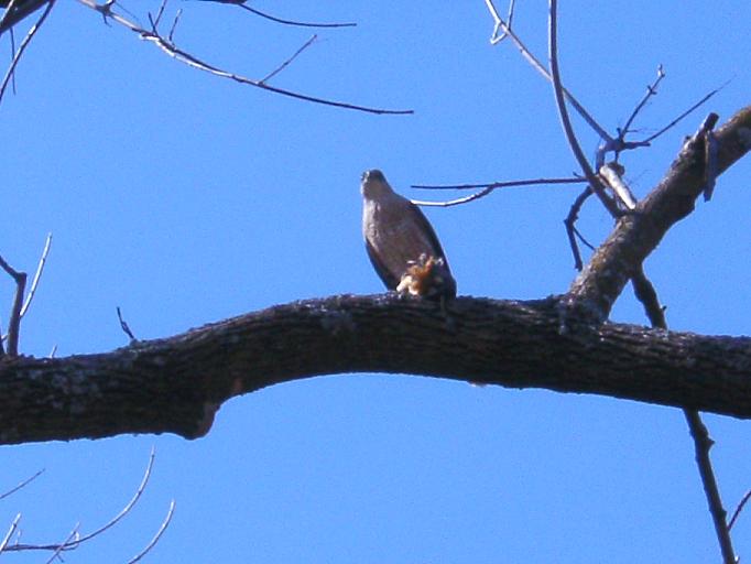 Name:  hawk kill.jpg
Views: 132
Size:  78.4 KB