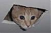 Ceilingcat's Avatar